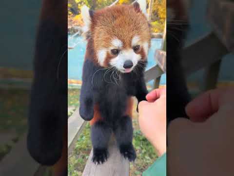 The fat man only has food in his eyes, the red panda Nuanbaobao