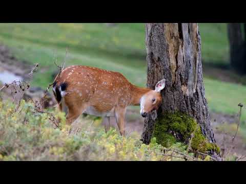 Pretty Deer | Copyright Free Video Footage