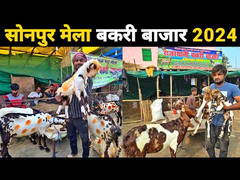 सोनपुर मेला बकरी बाजार 2024 पूरी जानकारी | Sonpur mela 2024 | Bakri bazar