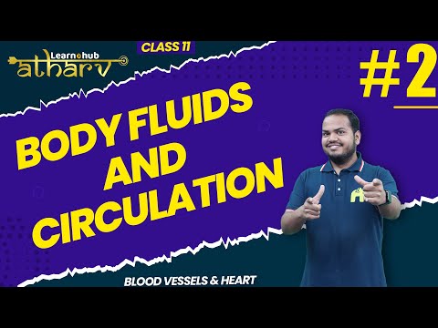 Body Fluids & Circulation Class 11 Biology NCERT Chapter 14 #2 | Blood Vessels, Heart | Atharv Batch