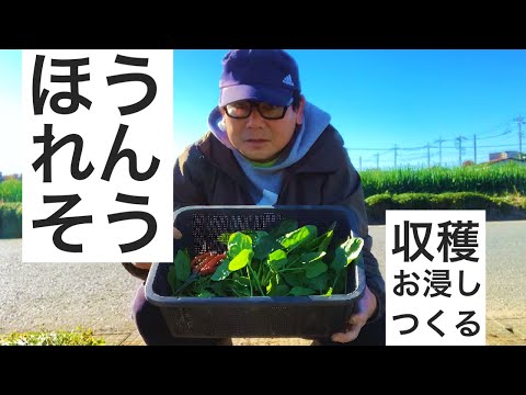 ほうれん草の間引き収穫｜レンチンでお浸しつくる