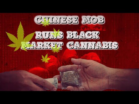 Why is Chinese Organized Crime involved in Black Market Cannabis?