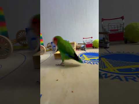 Bird Training : Smart lovebird Parrot | Smart Little Cute Parrot #training #smartparrot #cute