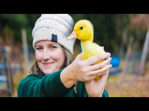 Raising DUCKS  |  What We are Doing Different After our GIANT FAILURE!