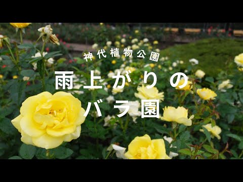 【神代植物公園】雨上がりの薔薇園はとても美しかった！#神代植物公園  #バラ #還暦夫婦