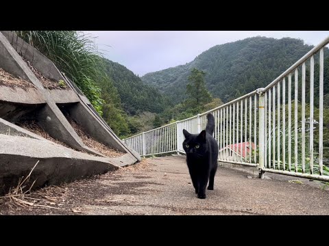 坂道で追いかけてくる黒ねこちゃん　No.７７２　２０２４年　１０月６日　１７：００　のくろねこちゃん　black cat