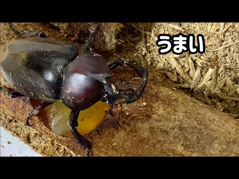 【カブトムシ】#15 明け方の君は… #カブトムシ #カブトムシ飼育 #夏