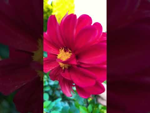 大丽花Dahlia blooming in autumn