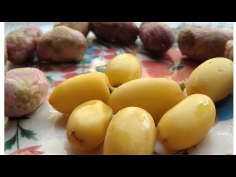 HOW TO GROW NEEM AND PLUM SEEDS AT HOME [DETAILEDVIDEO]