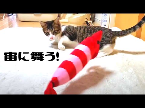 【保護猫】初めてのおもちゃに戦いを挑んだ子猫がこちら