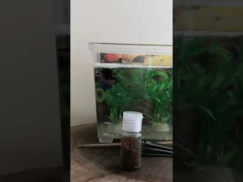 Betta fish mating for first time #鬥魚 #first #breeding #betta #fish