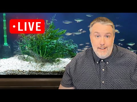 2 Hour Aquarium Chat Hang Out. Sundays at 6pm Eastern.