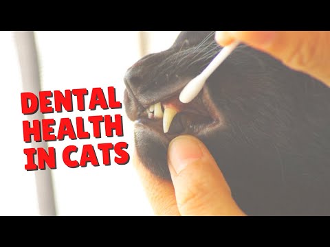 Dental Health Warning for Cats | National Dental Health Month | Two Crazy Cat Ladies