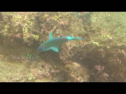 Phi Phi Islands Snorkel