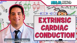 Cardiovascular | Electrophysiology | Extrinsic Cardiac Conduction System