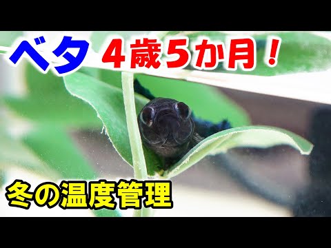 【ベタの繁殖】生後4歳5か月！冬の水温管理の仕方！【bettafishbreed】