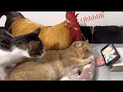 When Cats and Chickens watch TV together… The funny life of animals: Cats, Chickens, Dogs, Ducks…