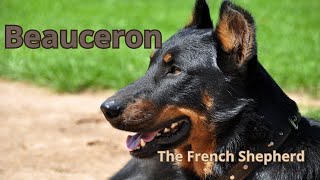 Beauceron: The French Shepherd Dog You Need to Know!