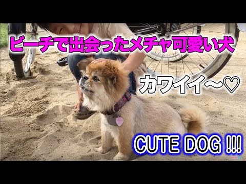 ハモサビーチで出会った可愛すぎる犬！by らららTV LALALA TV ロサンゼルス