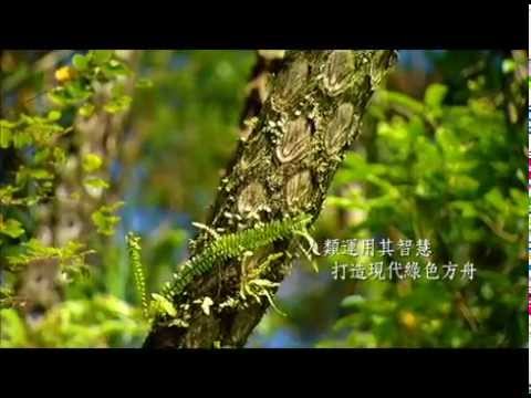 大愛電視提供_筆筒樹篇