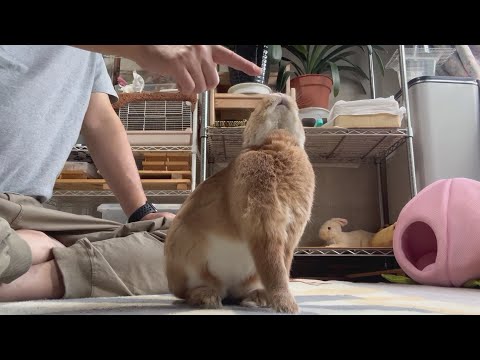 A rabbit that, as soon as it senses something, shows off its perfect form, waiting to be petted