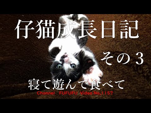 仔猫成長日記　その３　寝て遊んで食べて　１１５７