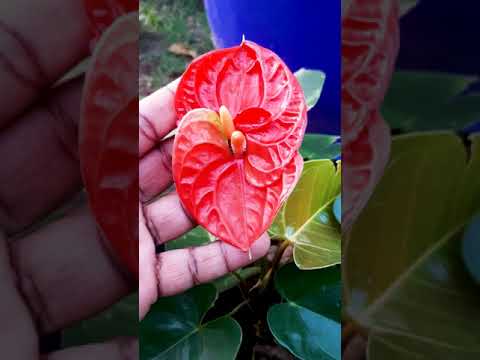 Beautiful Twins New Anthurium Varieties #Shorts