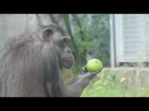 Panzee and Sour Daidai　Fukuoka City Zoo Chimpanzee 202411