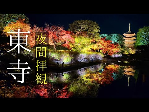 🍁京都紅葉2024🍁東寺の夜間拝観は12月でも綺麗なのか？