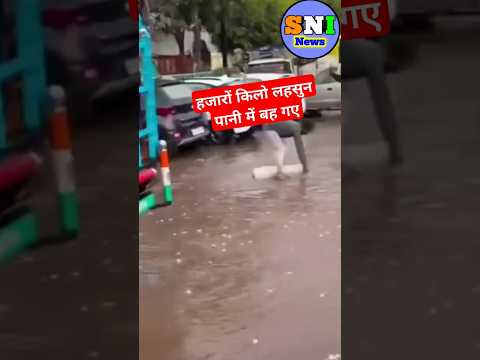 हजारों किलो लहसुन पानी में बह गए#Garlic#rainfall#tufan#barish#waterlogging#rainfall#shorts#viral