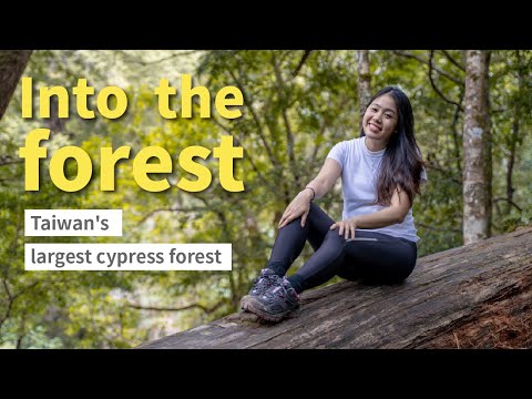 ◐ LiHo Taiwan ◑Into the forest: Taiwan's largest cypress forest│Hsinchu │Cinsbu│新竹│鎮西堡│巨木群步道