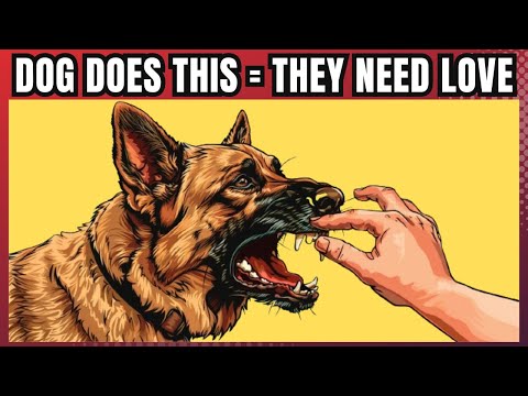 100 FACTS About DOGS That You Probably Didn't Know