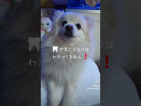 珍しく甘えてくるキラくん#不安分離症#保護犬#ミックス犬#ポメラニアン#スピッツ#