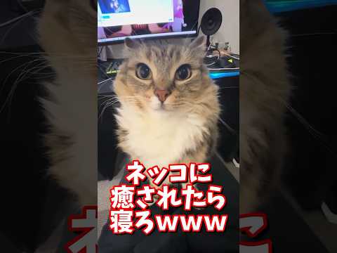 ネッコの動画で癒されたら寝ろｗｗｗ　#2ch #2ch動物スレ #2ch面白いスレ #動物 #犬 #猫 #癒やし #ねこ