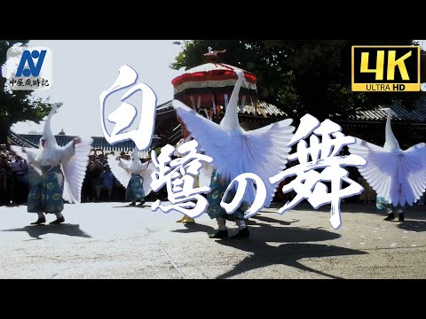 【4K】 希望纒いし光輝の飛翔 【白鷺の舞】【中屋歳時記】　Dance of the white heron