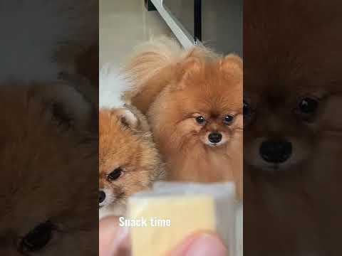 Kiki lala snack time #pomeranian #dog