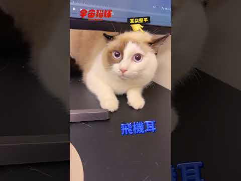 初次見面貓咪怎麼摸？1分鐘帶你認識 #宇宙貓咪 #cat #shorts #shortstw