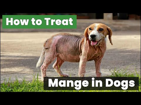 How to Treat Mange in Dogs - The Ultimate Guide You Need!