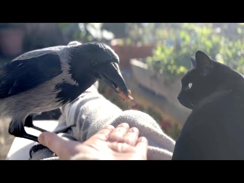 Relax with Crows & Cats (Story 97)