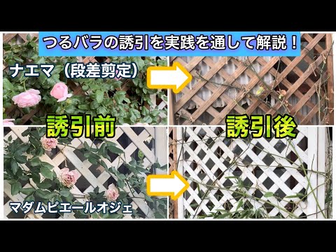 つるバラ誘引のコツを実践を通して解説！段差剪定と壁面の誘引について（ナエマ・マダムピエールオジェ）【バラの育て方】