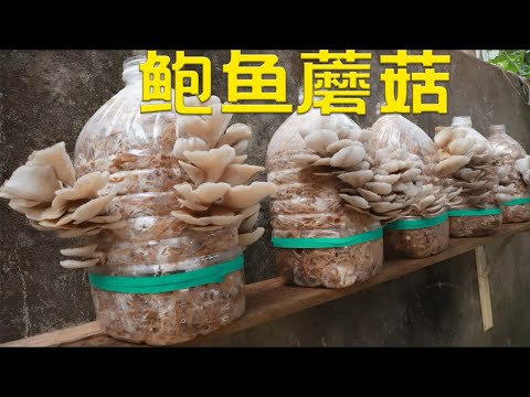 在家用稻草种植鲍鱼菇，不仅操作简单，而且生长周期短，值得一试