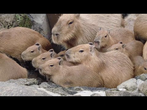 お湯に浸かりたい！ 伊豆シャボテン動物公園 元祖カピバラの露天風呂