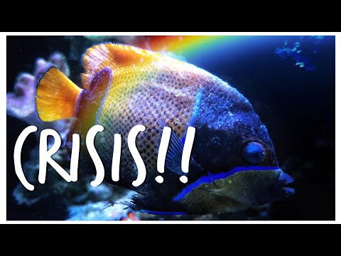 Disease Outbreak in a Marine Tank - Is it the End of #Reefzilla?