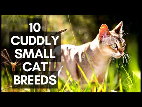 10 Cuddly Small Cat Breeds