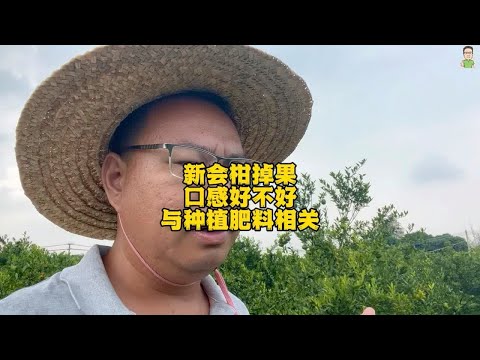 新会柑掉果口感好不好，与种植肥料相关，好喝口感离不开种植