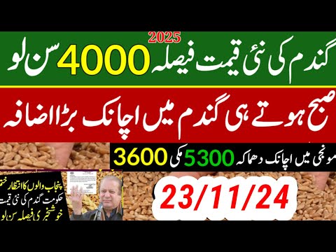 today wheat price in punjab//گندم کا ریٹ/25 '2024/munji makki till sarso/galla mandi rates today