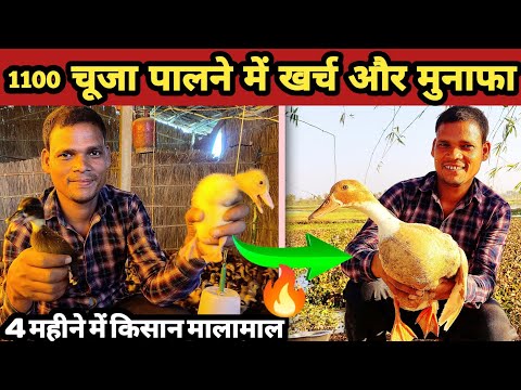 1100 बर्ड को पालने मे खर्चा और कमाई कितनी होती है | Batak Palan Kaise Shuru Karen | duck farming