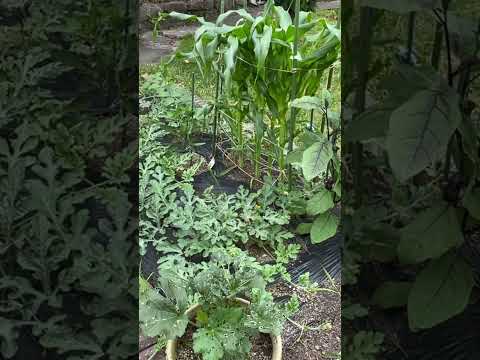 夏やさい混植【家庭菜園だより】companion planting