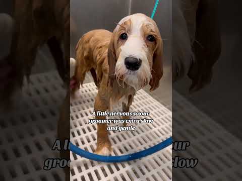 Ellie's First Puppy Bath and Haircut! #shorts #dogshorts