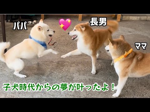 子犬時代からの夢が叶ってとても嬉しい長男柴犬茶太郎でした！